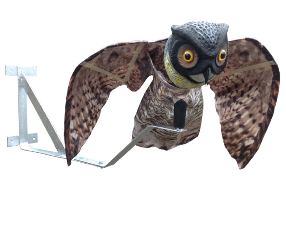 scare owl1308 2