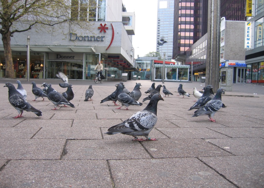 Binnenwegplein rotterdam 015
