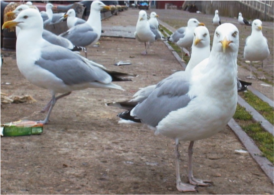 kusters vogeloverlast meeuw2