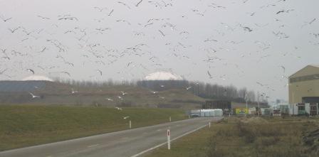 Meeuwen Chemgas vlissingen