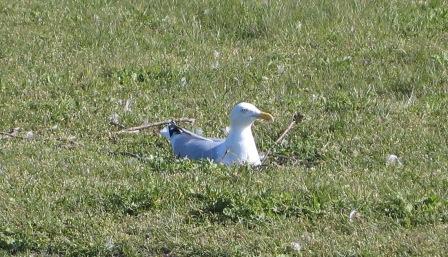 Meeuwen nest02