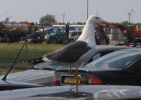 Meeuwen op dakauto