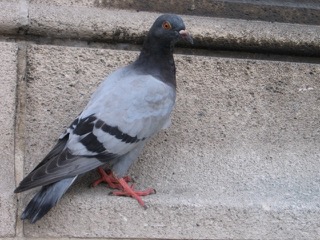Kusters_birdcontrol_vogeloverlast_zeroBirds_systeem
